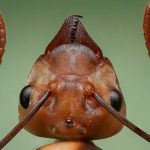 Ant exterminator services by Resolve Pest Solutions - an ant up view of an ant's head.