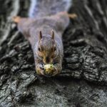 Squirrel removal by resolve pest solutions