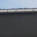 pigeon control chicago
