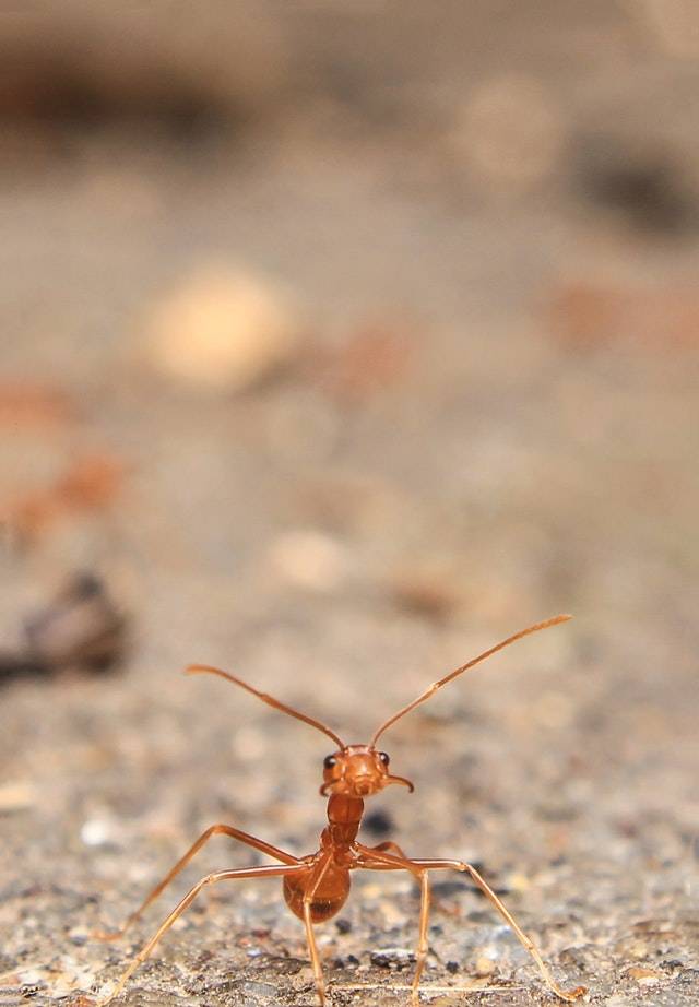 red ant exterminator chicago
