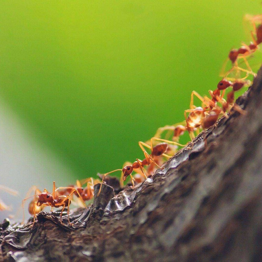 ants line - chicago ant control copy