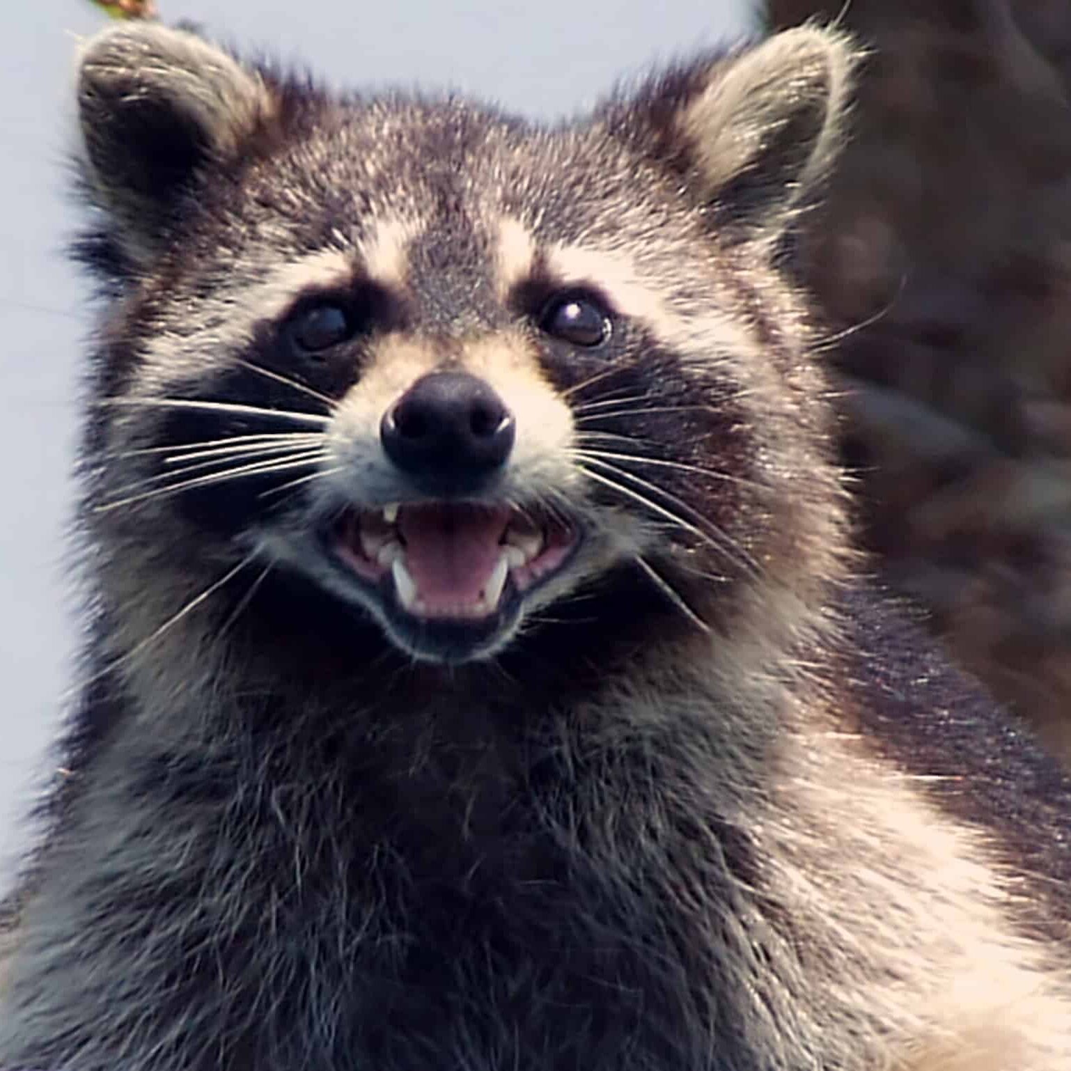awesome raccoon picture Chicago