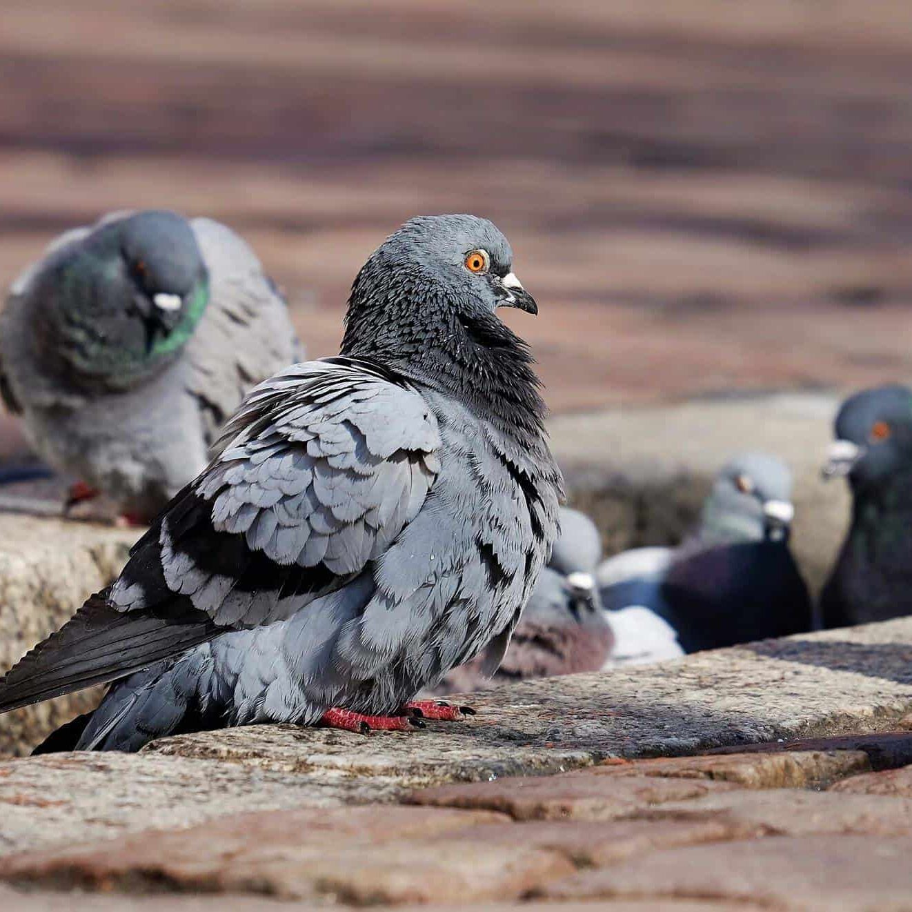 Resolve Pest Solutions offers a bird removal services to get rid of your Chicago bird issues