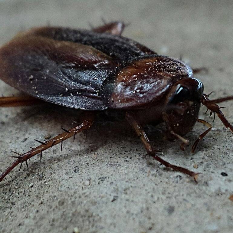 Resolve Pest Solutions is a top cockroach exterminator in Chicago - an up close view of a cockroach.