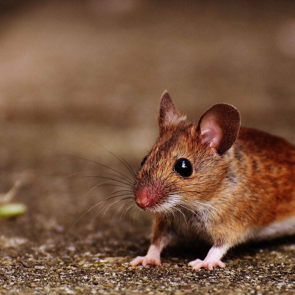 Mice and mouse control with resolve pest solutions