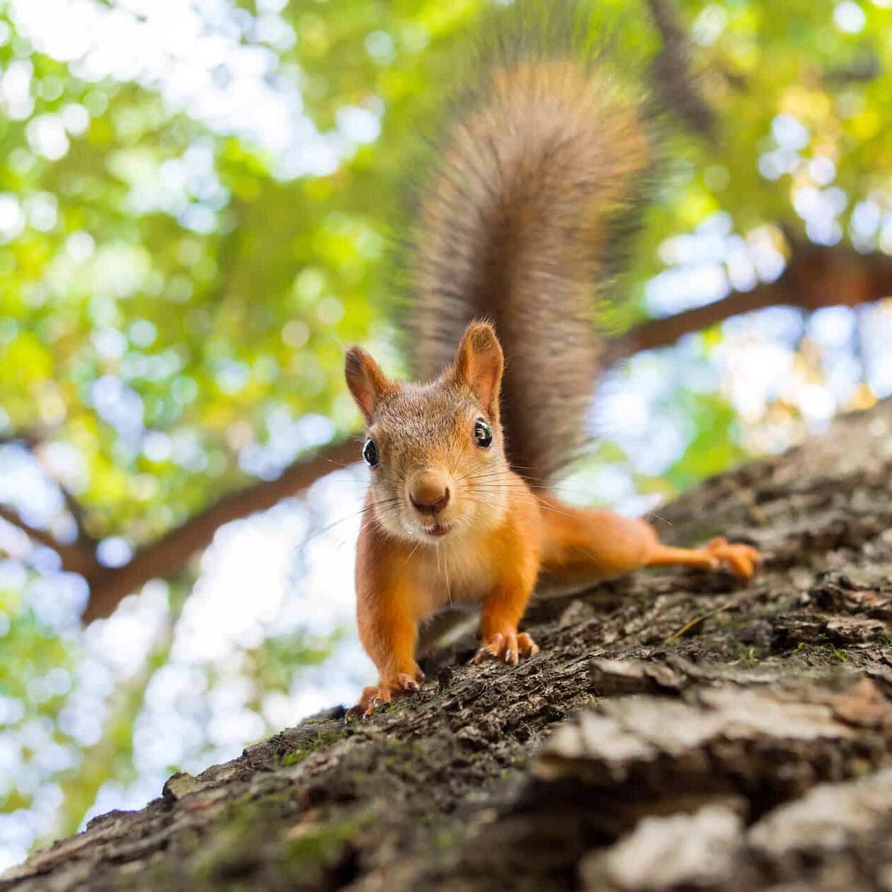 Squirrel control services chicago trees